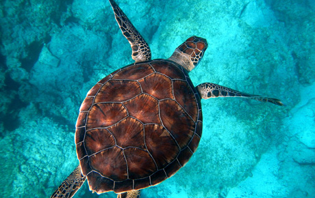<p>Bloom Consulting a été chargé de conseiller l'Office du tourisme des Seychelles sur les stratégies de gestion de leur marque de destination, ainsi que sur les méthodologies de positionnement optimal de la marque au sein des marchés cibles sélectionnés.</p>
                                    <p>Grâce aux résultats obtenus avec notre outil Digital Demand - D2©, nous avons pu déterminer la pertinence globale de l'industrie touristique des Seychelles à travers une variété de segments touristiques. Notre analyse a révélé une voie stratégique claire que l'Office du tourisme des Seychelles doit emprunter : la promotion internationale de l'archipel en tant que destination touristique diversifiée avec bien plus d'attractions que la simple plage. Nos recommandations ont également fourni une ventilation détaillée de l'attrait touristique des Seychelles à travers des segments touristiques sélectionnés - plus particulièrement les voyages de noces et le tourisme de luxe - ainsi que les stratégies les plus efficaces pour la promotion au sein des marchés cibles émergents.</p>