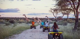 Safari of South Africa